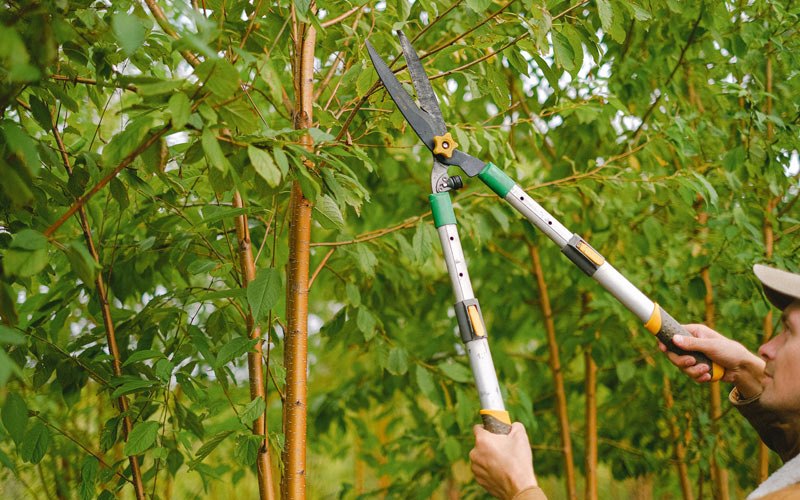 Tree trimming in Torrance, PA